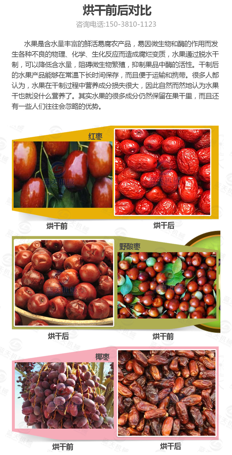 大棗網帶烘干機烘干前后